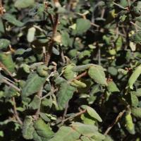 Common Correa